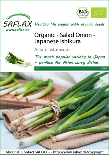 Onion Spring Long White Ishikura ORGANIC Seeds